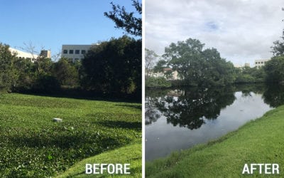 Aurora Business Park, West Palm Beach, FL: Water Retention Area Clean-Up
