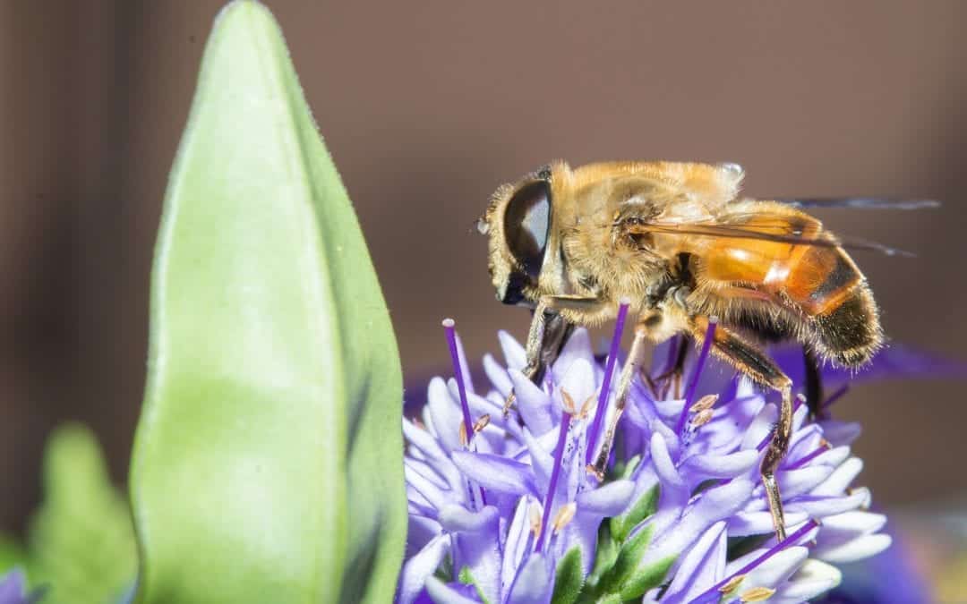 Honeybees