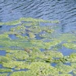 Lake Maintenance for Algae