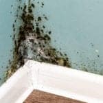 What to do about mold and mold damage