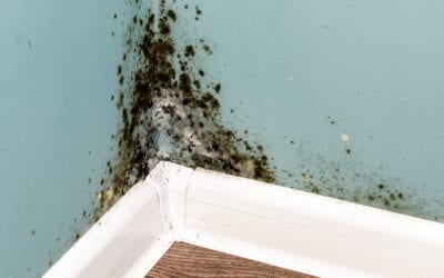 What To Do About Mold and Mold Damage