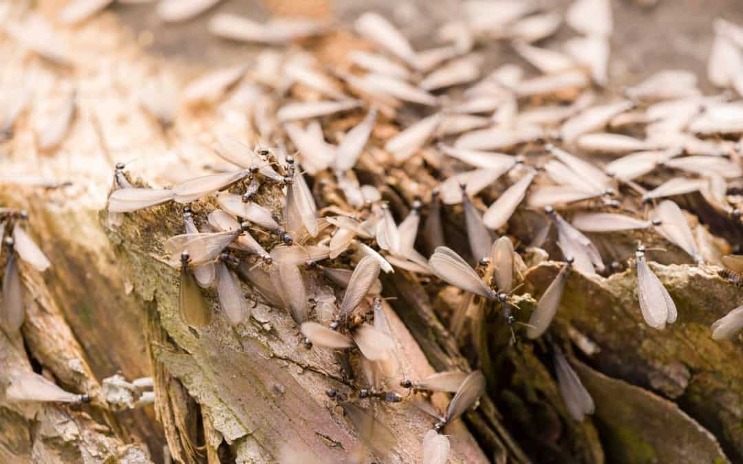 Termites