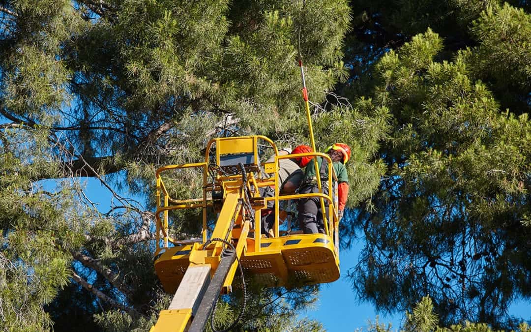 Are your trees ready for the next storm?